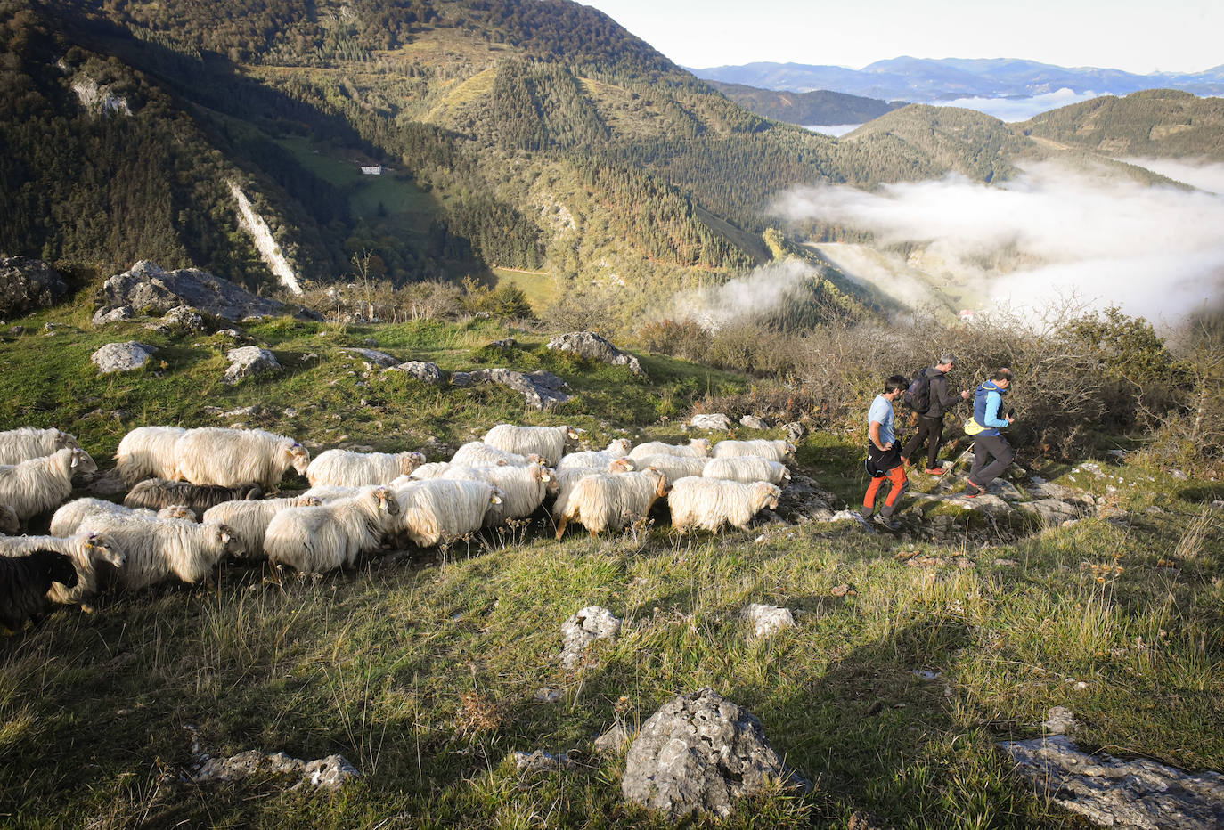 Fotos: Al ritmo del calendario de las ovejas