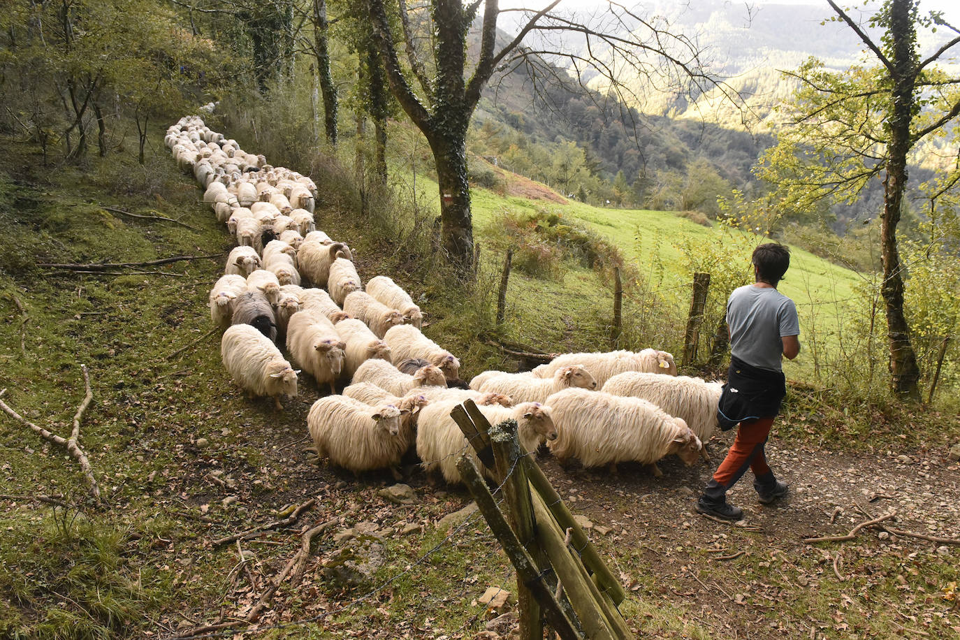 Fotos: Al ritmo del calendario de las ovejas