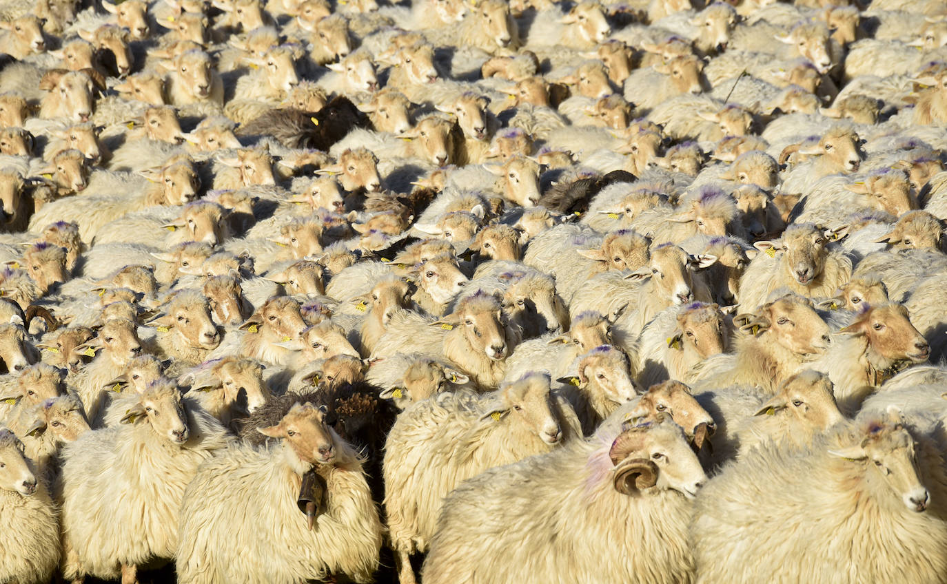 Fotos: Al ritmo del calendario de las ovejas