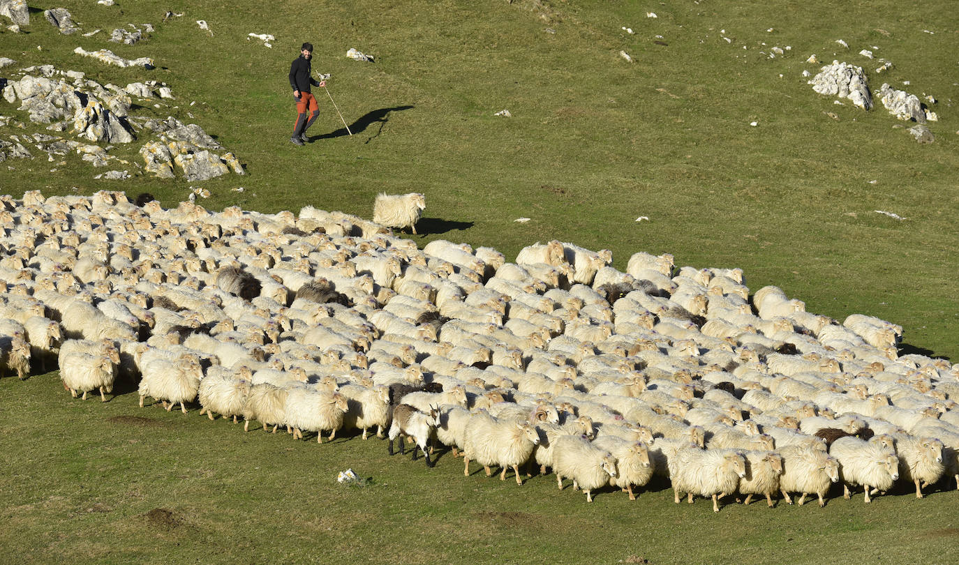 Fotos: Al ritmo del calendario de las ovejas