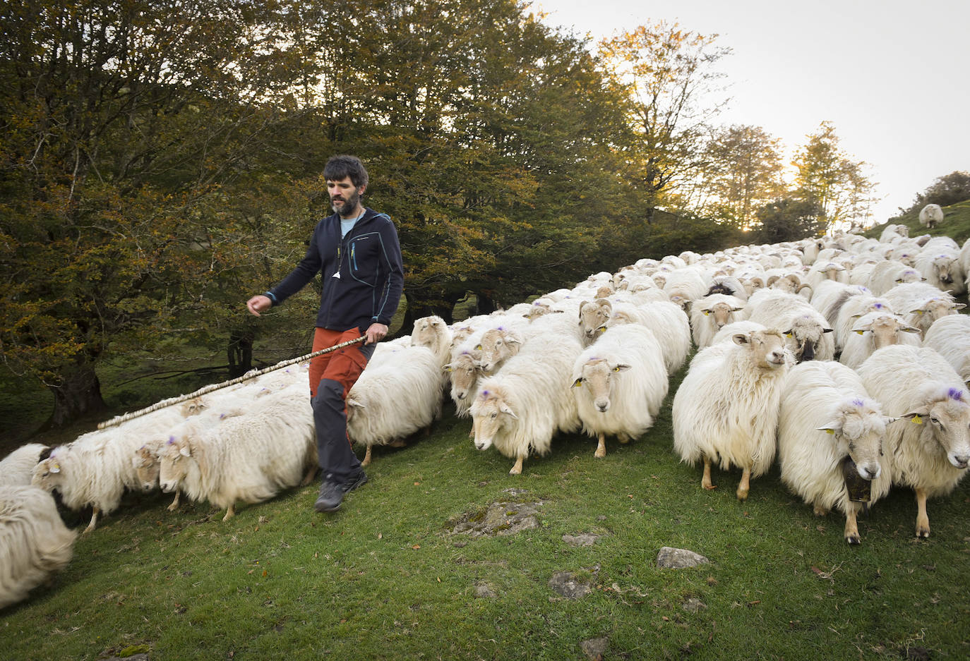 Fotos: Al ritmo del calendario de las ovejas