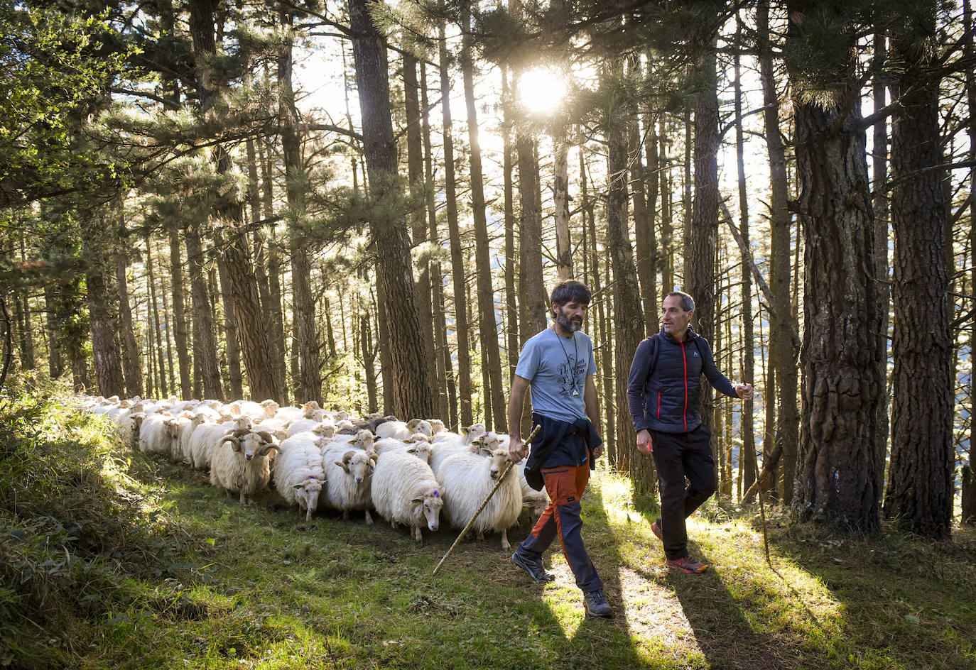 Fotos: Al ritmo del calendario de las ovejas