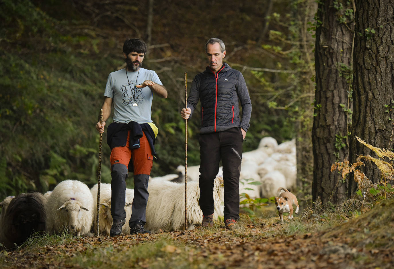 Fotos: Al ritmo del calendario de las ovejas
