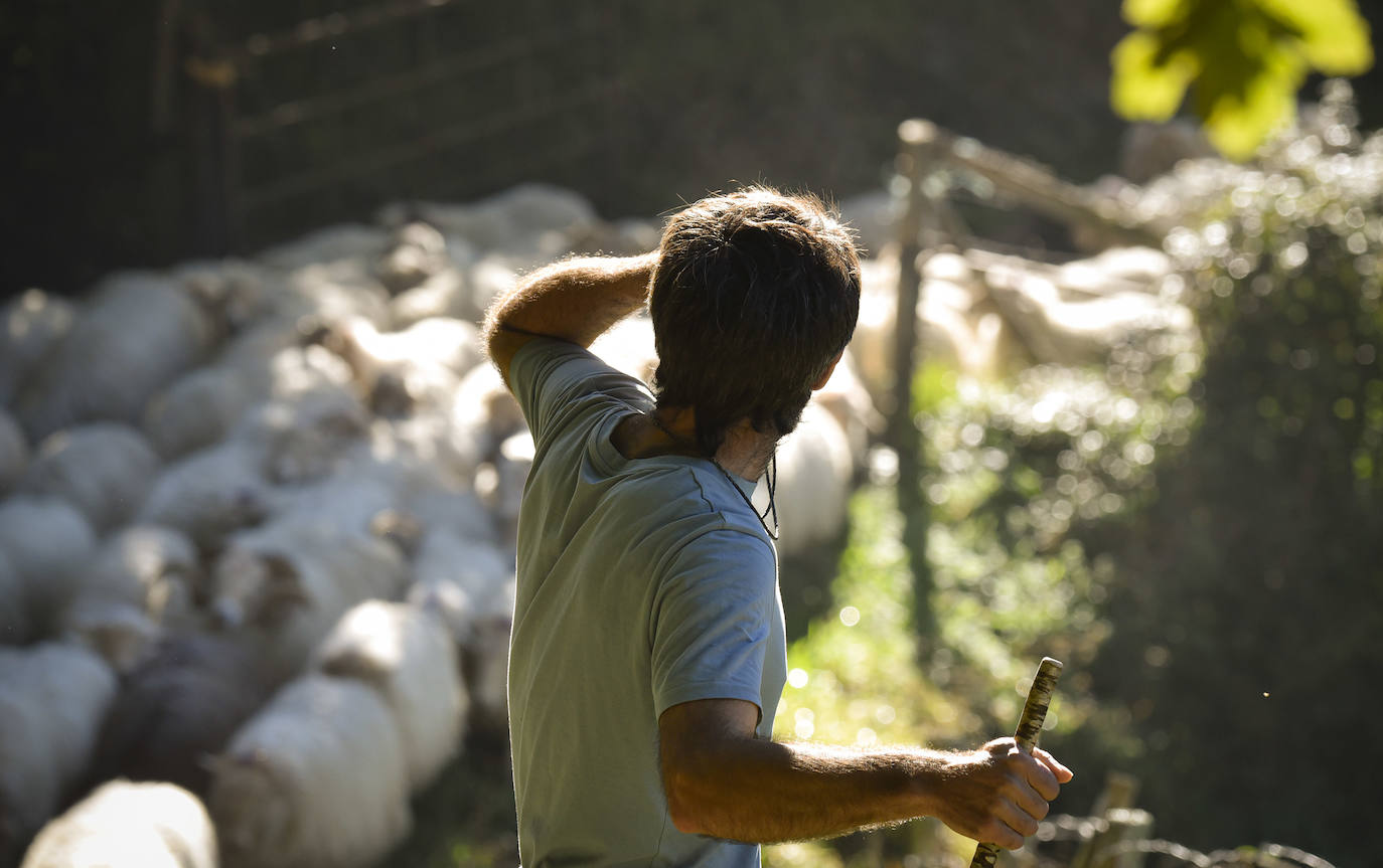 Fotos: Al ritmo del calendario de las ovejas