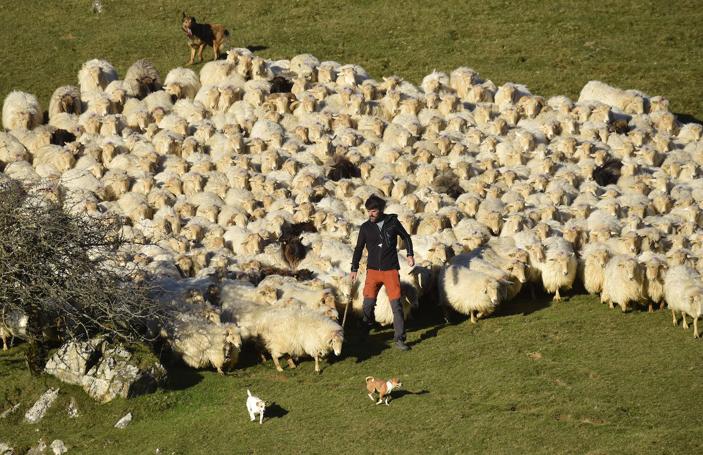 Fotos: Al ritmo del calendario de las ovejas