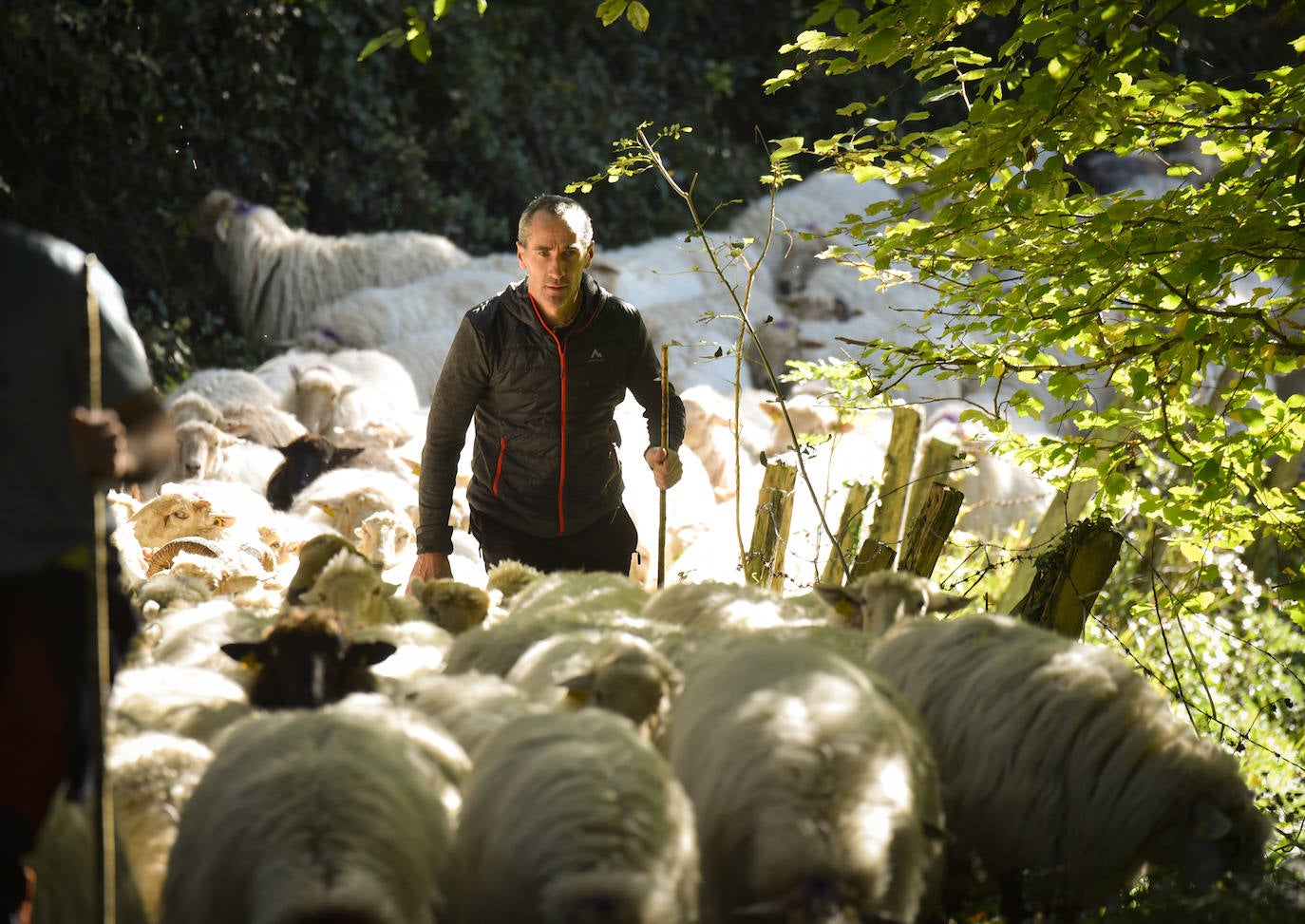 Fotos: Al ritmo del calendario de las ovejas