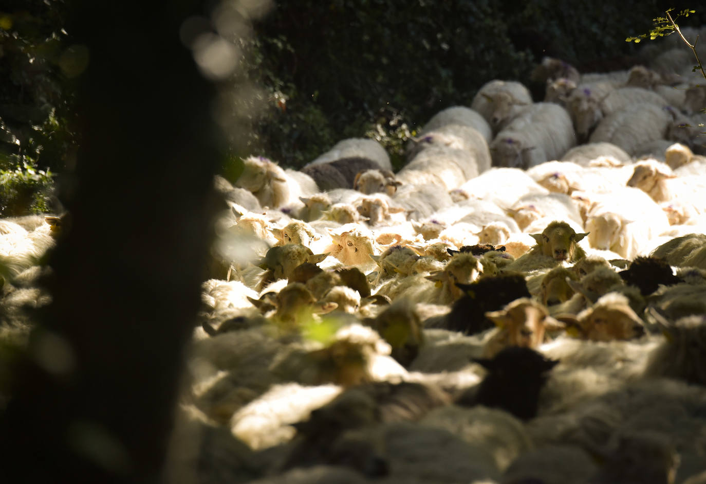 Fotos: Al ritmo del calendario de las ovejas