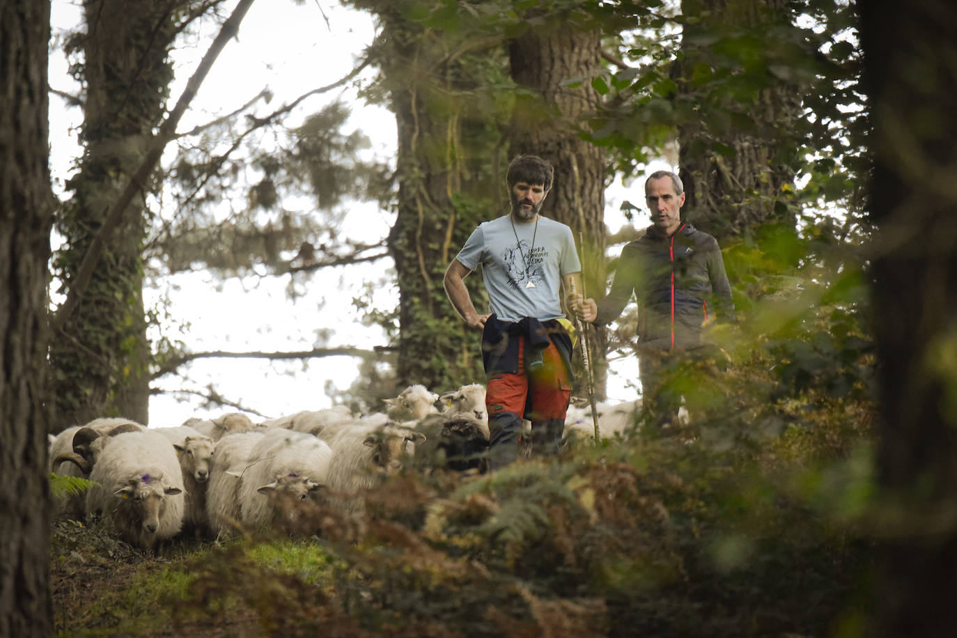 Fotos: Al ritmo del calendario de las ovejas