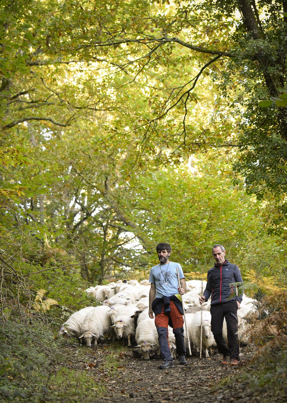 Fotos: Al ritmo del calendario de las ovejas