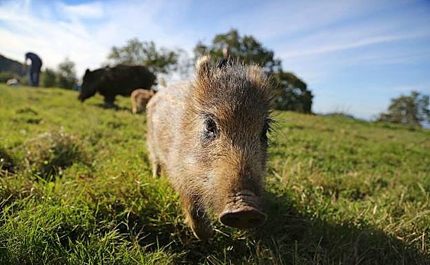 ¿Qué debo hacer si me encuentro con un jabalí?