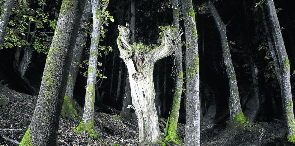 En un bosque entre Gipuzkoa y Navarra, ese castaño petrificado parece una criatura que esperase a la Luna o a Gizotso. 