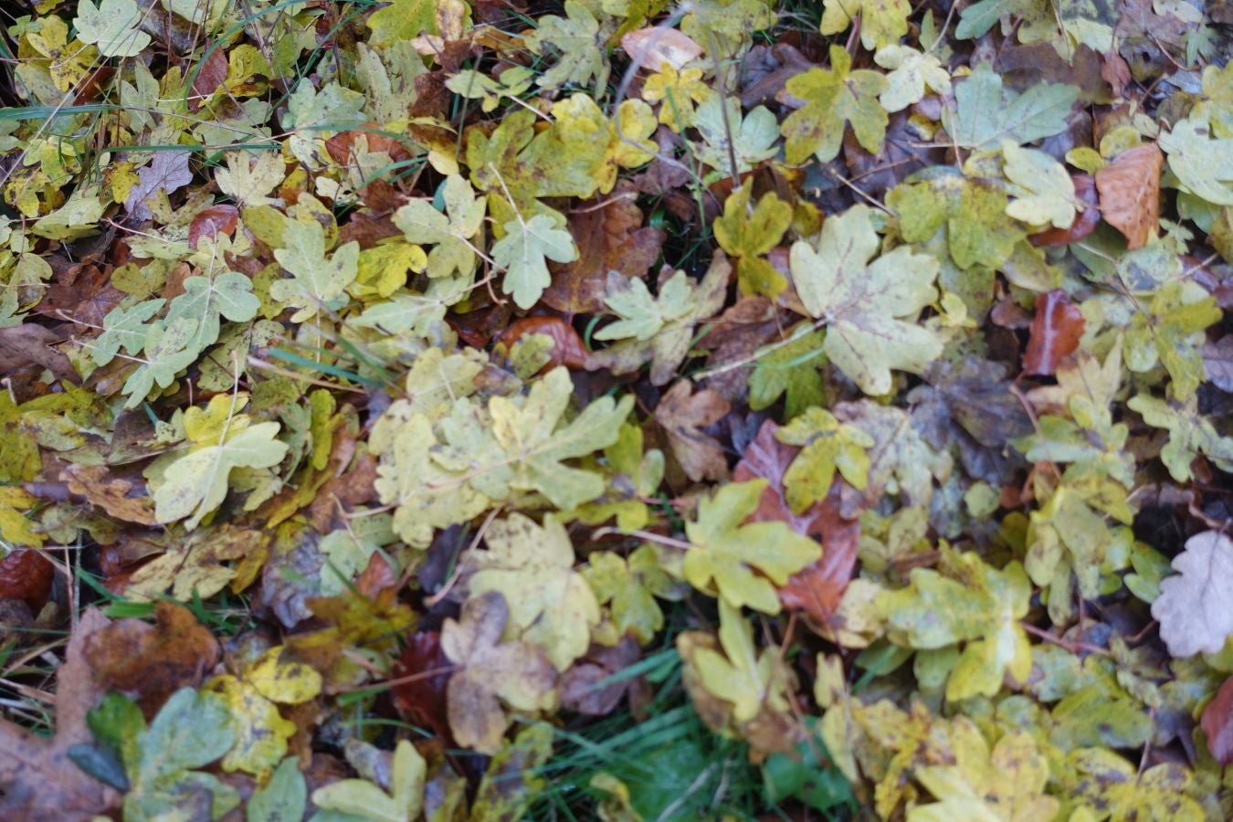 Fotos: Larrazpil, señor de la niebla de Aralar