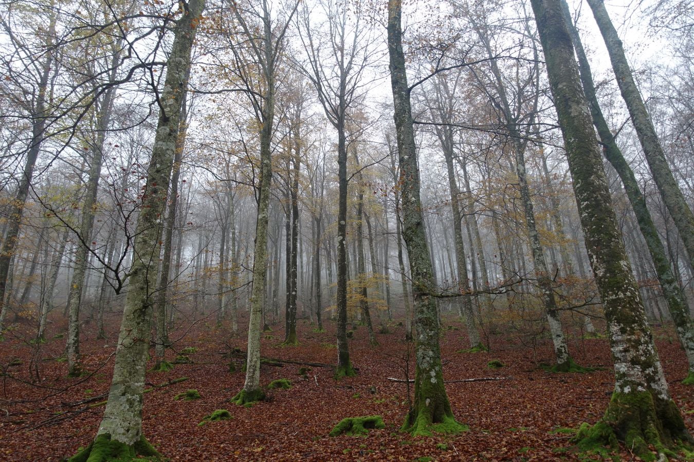 Fotos: Larrazpil, señor de la niebla de Aralar