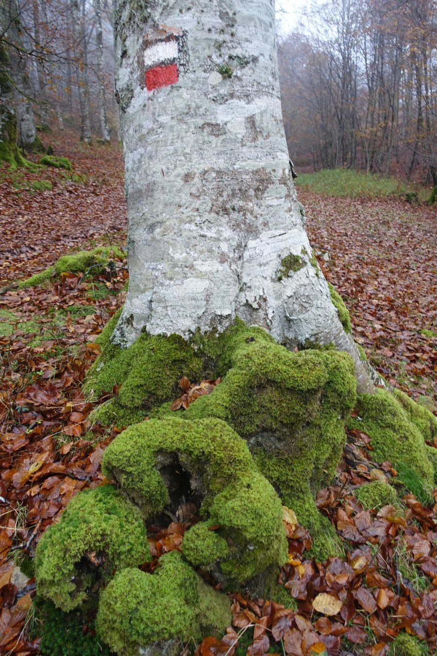Fotos: Larrazpil, señor de la niebla de Aralar