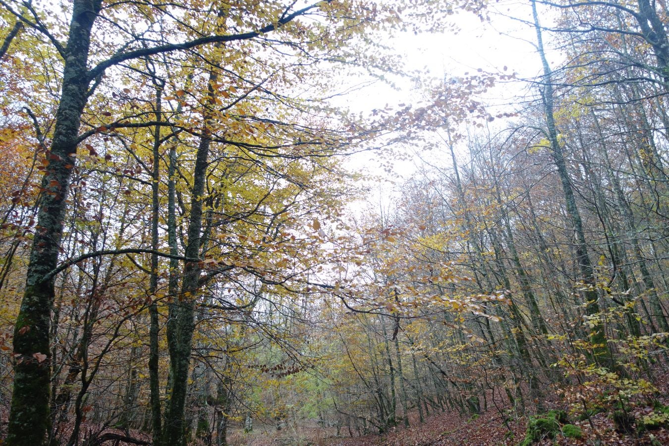 Fotos: Larrazpil, señor de la niebla de Aralar