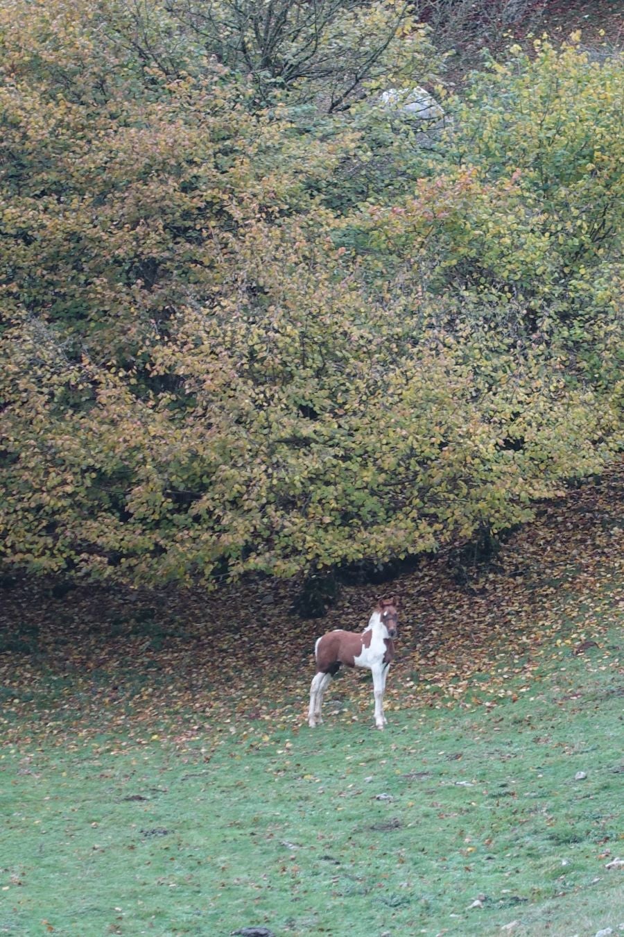 Fotos: Larrazpil, señor de la niebla de Aralar