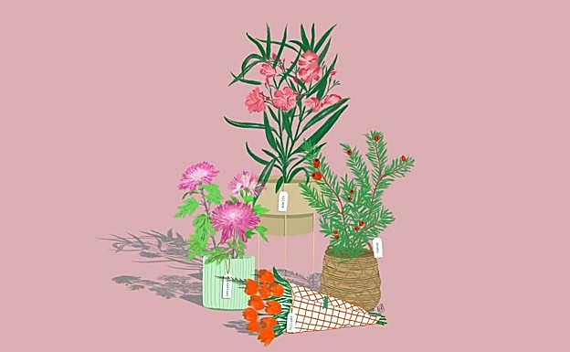 La hortensia, la adelfa, la flor de Pascua... tan bonitas como tóxicas