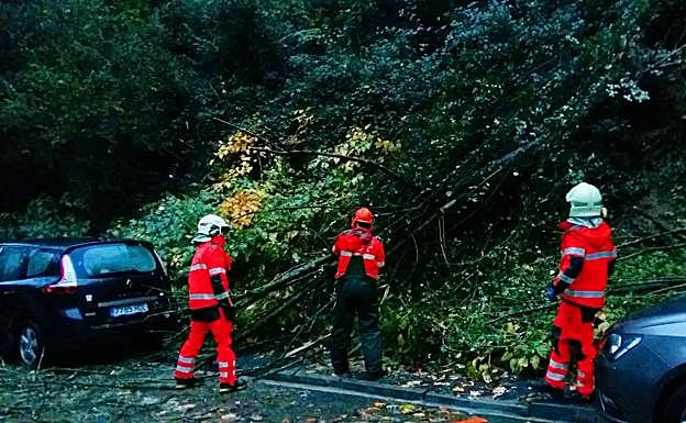 Los bomberos retiran un árbol de varios metros de altura que ha caído en la calle Azkuene, en Pasaia.