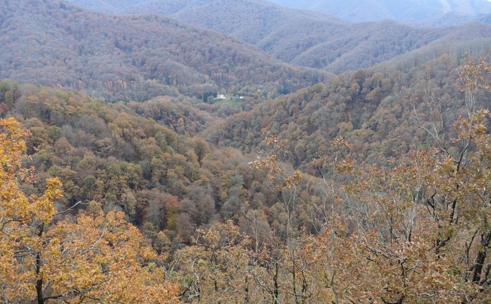 Una de las viviendas de Artikutza en el mar de árboles que inunda la finca y el resto del paraje.