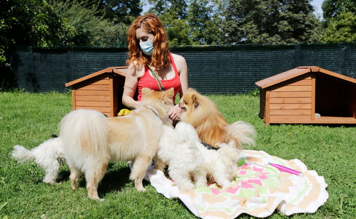 Cinco perros junto a su dueña.