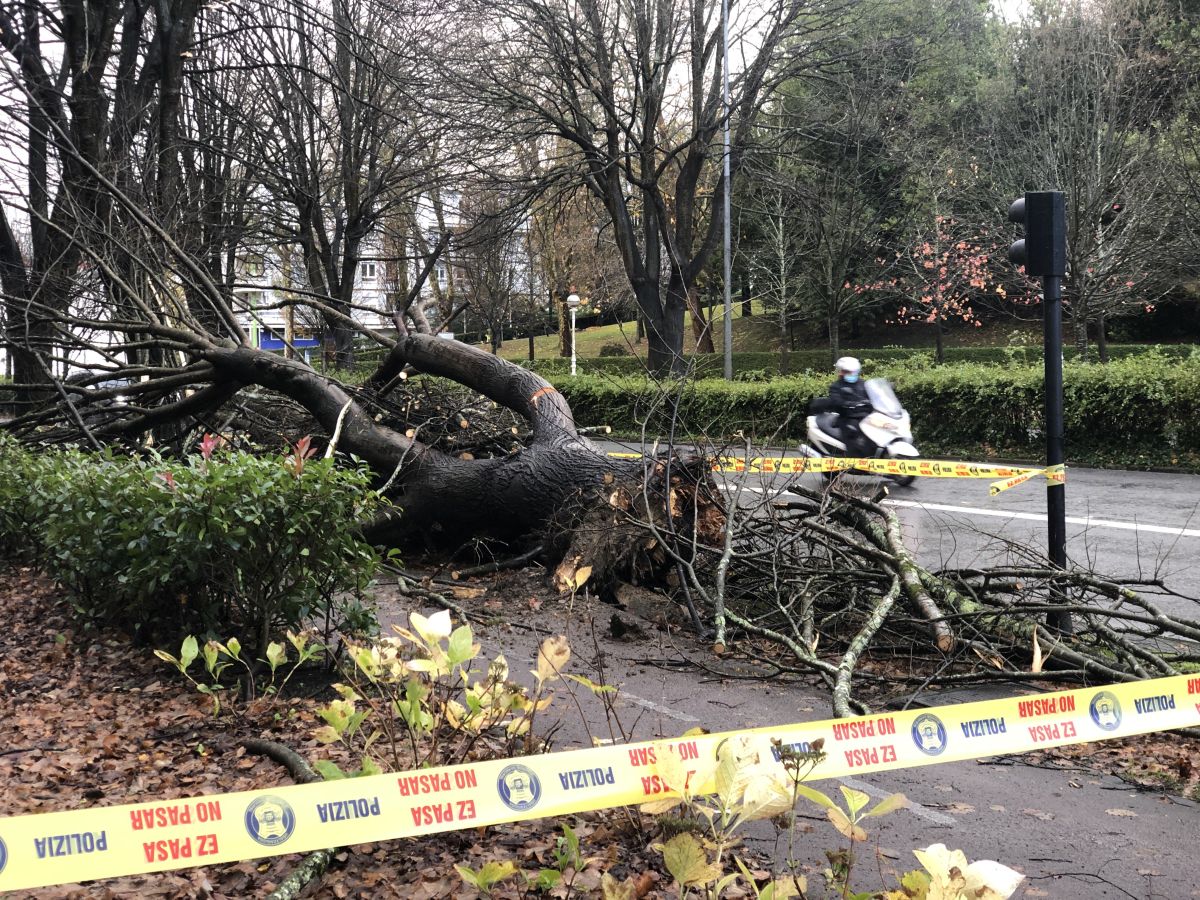 Contenedores volcados, árboles caídos... el temporal se está dejando sentir con fuerza en el territorio en las últimas horas