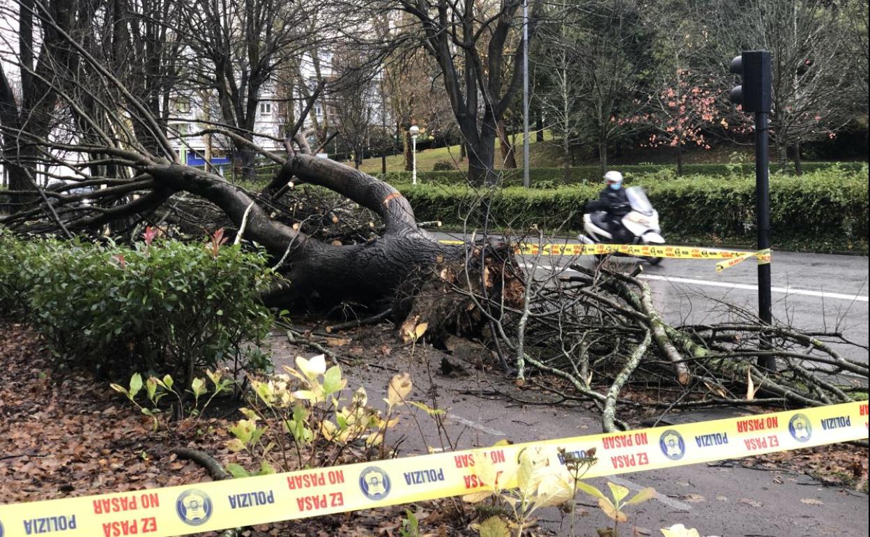 Un árbol caído en la Avenida de Tolosa, en San Sebastián. 