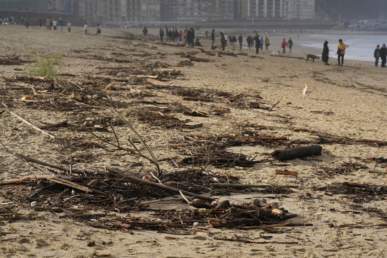 El arenal de la Zurriola se ha cubierto de troncos tras el paso de la borrasca 'Barra'.