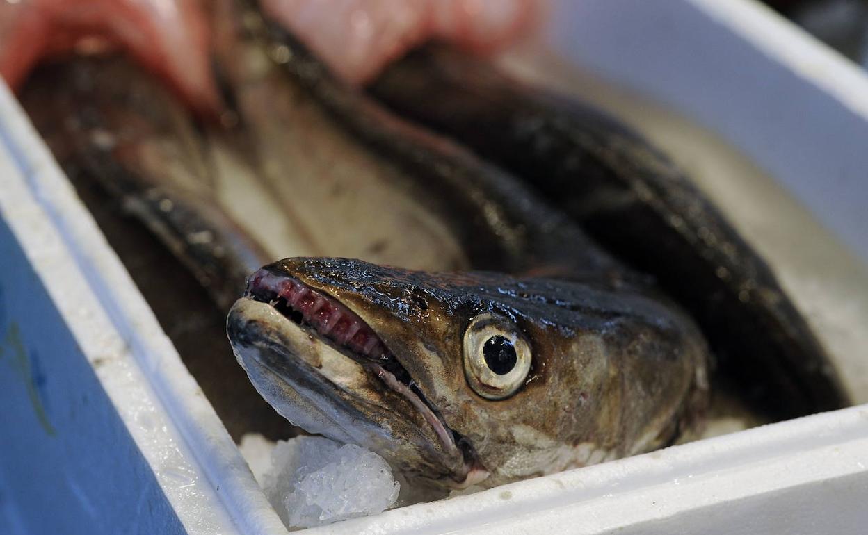 La merluza, alimento muy preciado en fechas navideñas. 