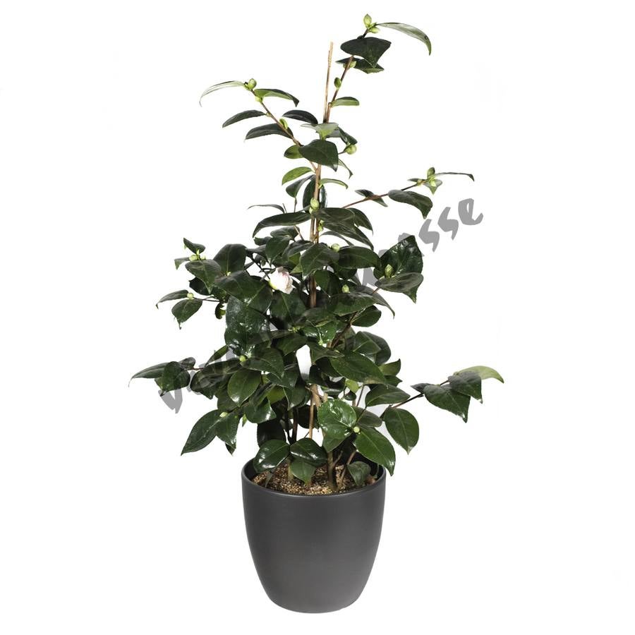 Fotos: Viveros Ducasse, tus plantas de Navidad