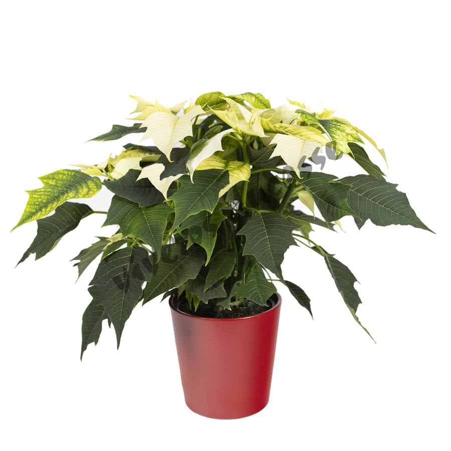 Fotos: Viveros Ducasse, tus plantas de Navidad