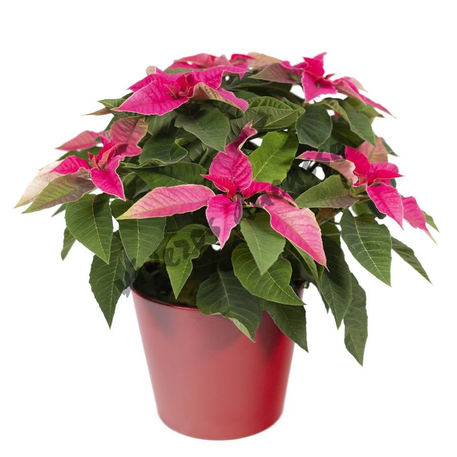 Fotos: Viveros Ducasse, tus plantas de Navidad