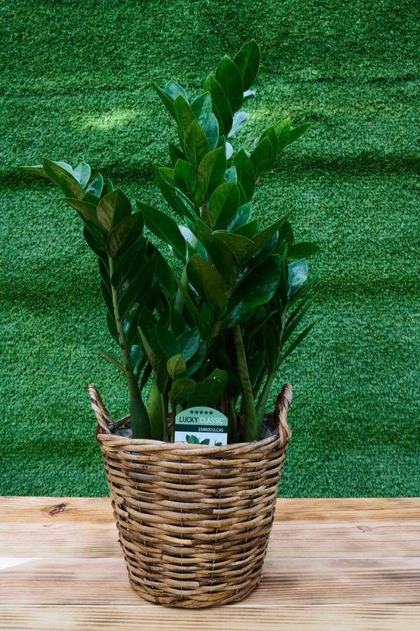 Fotos: Viveros Ducasse, tus plantas de Navidad