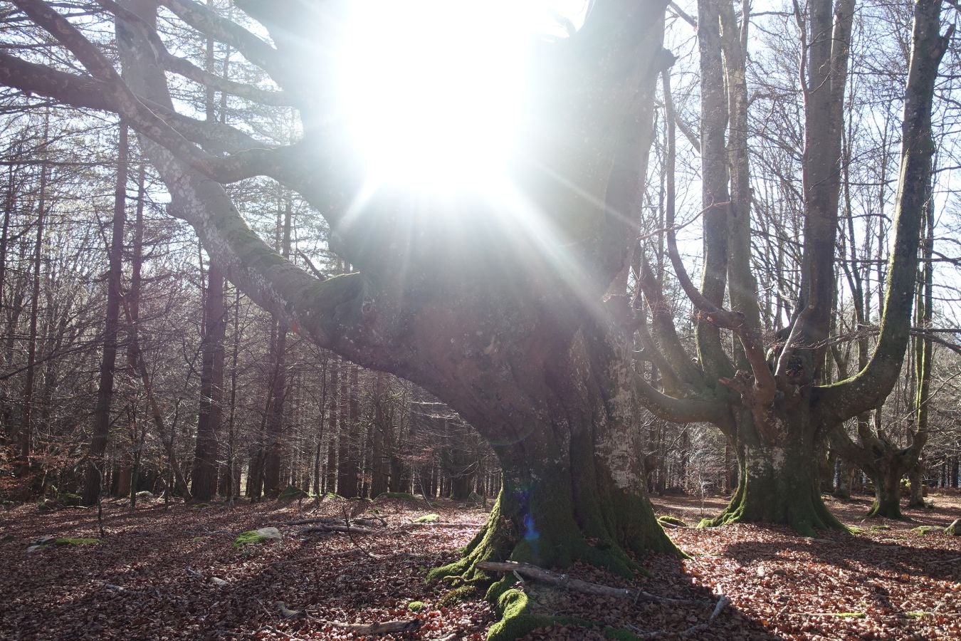 Fotos: Ipuliño, con la vista perdida en el cielo