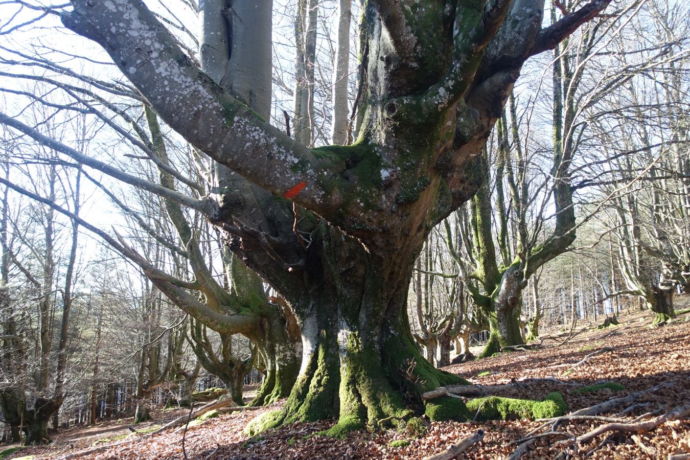 Fotos: Ipuliño, con la vista perdida en el cielo
