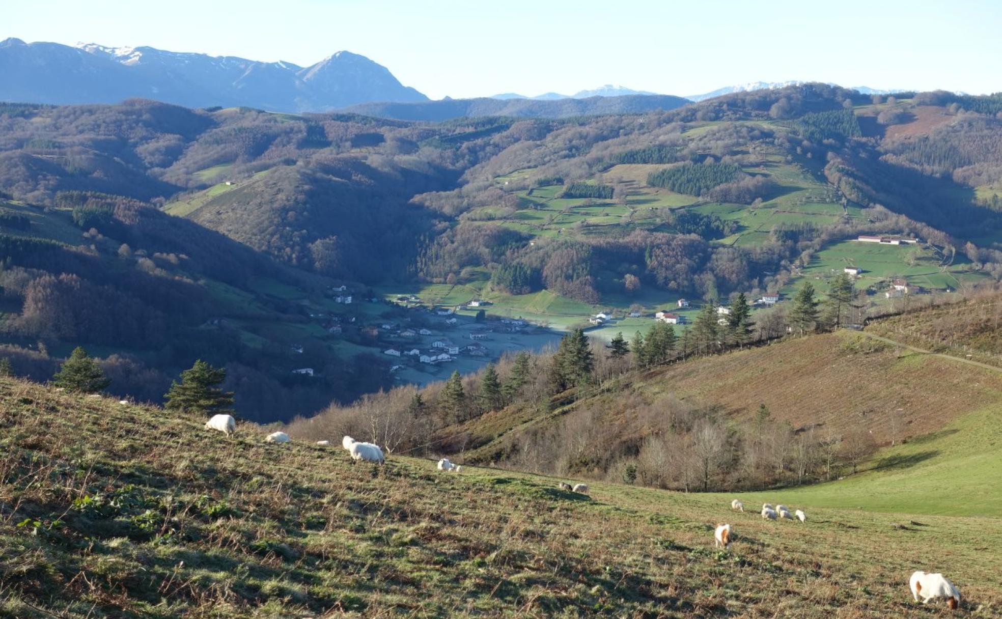 Un rebaño de ovejas pasta tranquilamente junto a Gorosmendi. Al fondo, Aizkorri, Larrunarri, Balerdi...