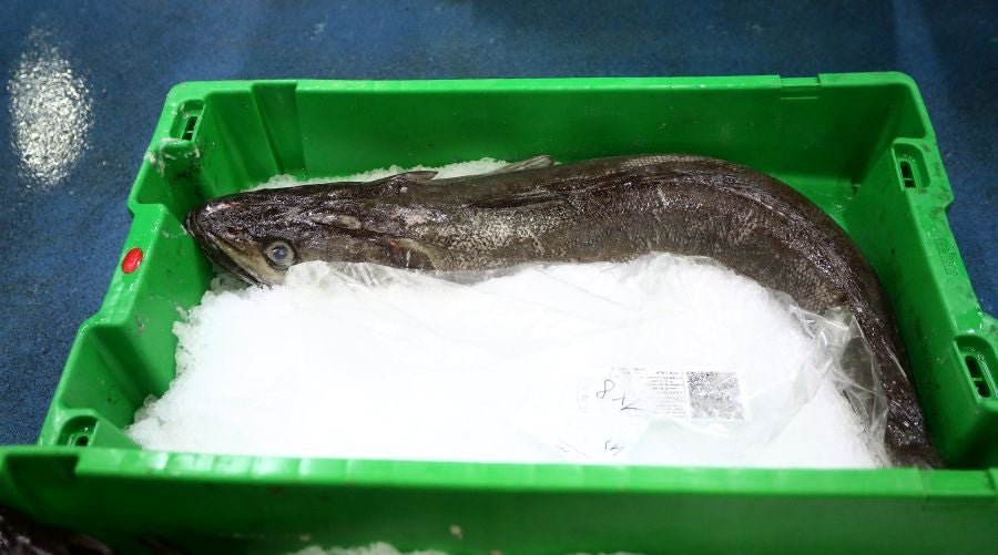 Fotos: Las dudas llegan a la lonja de pescado