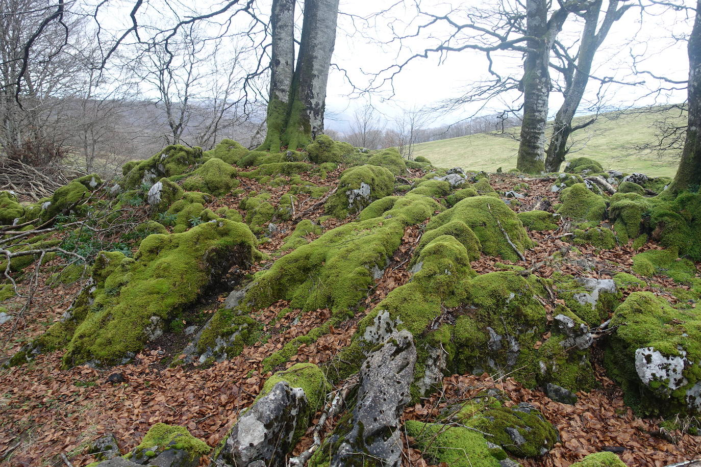 Fotos: Ireber. Paseo entre bosques mágicos