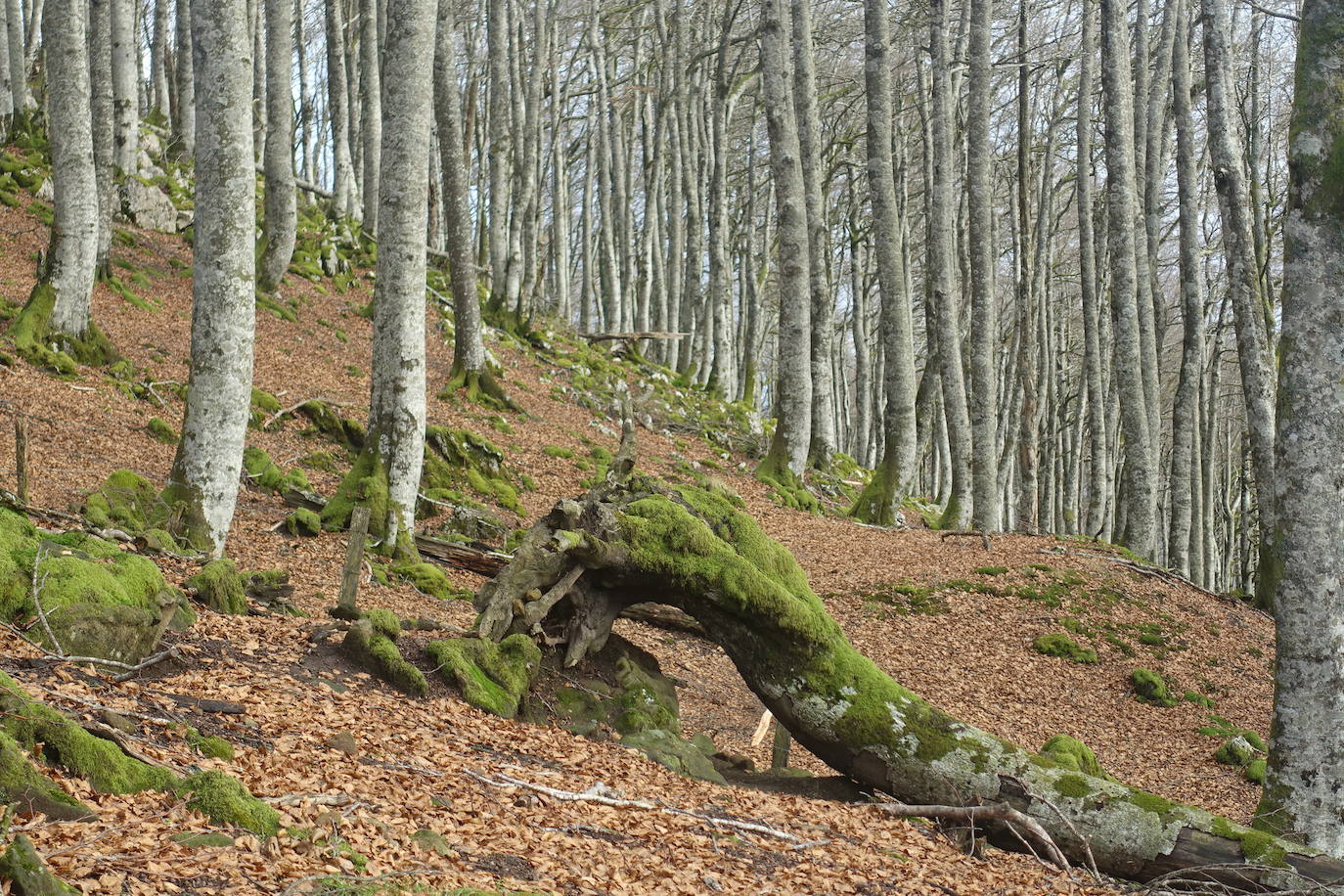 Fotos: Ireber. Paseo entre bosques mágicos