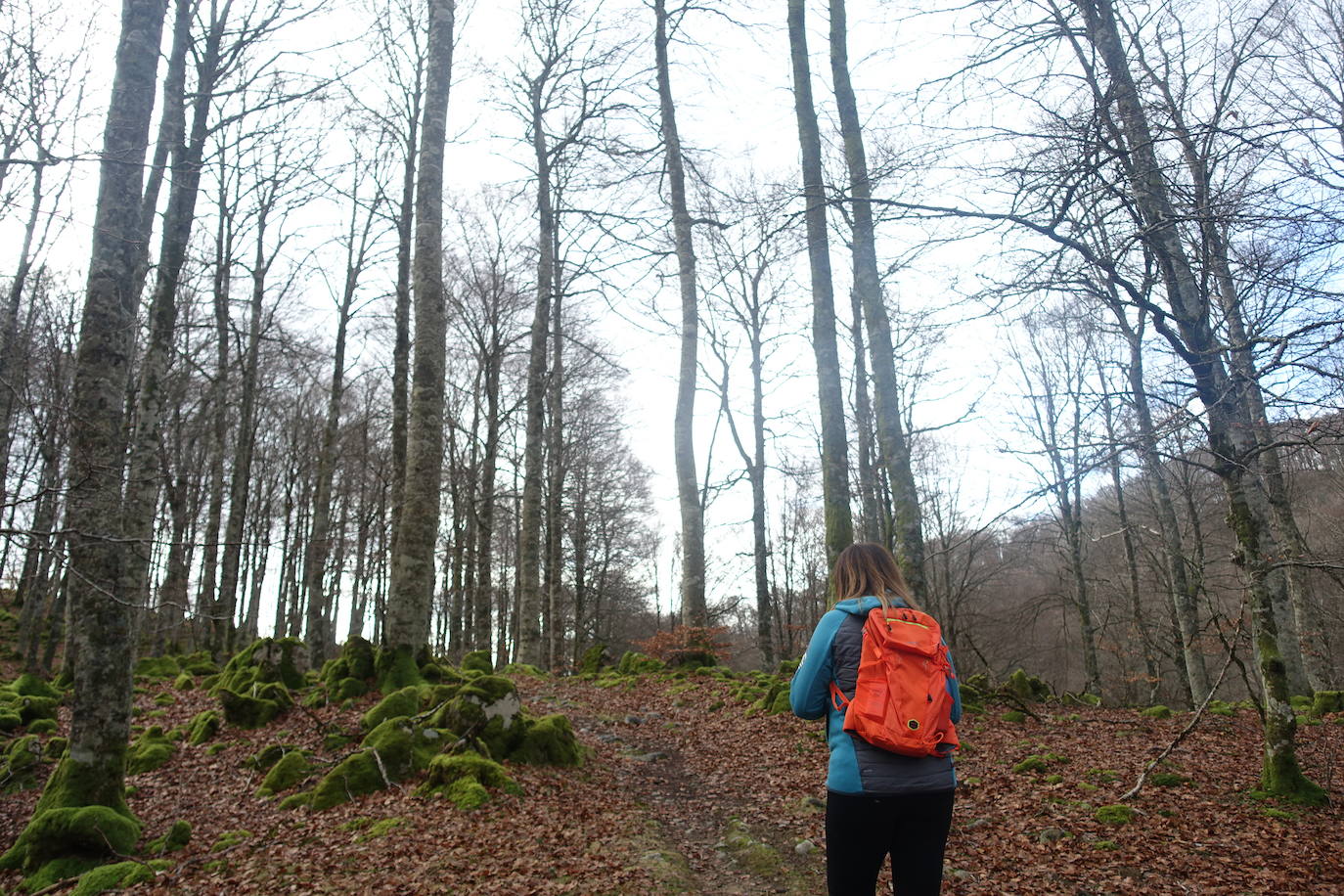 Fotos: Ireber. Paseo entre bosques mágicos
