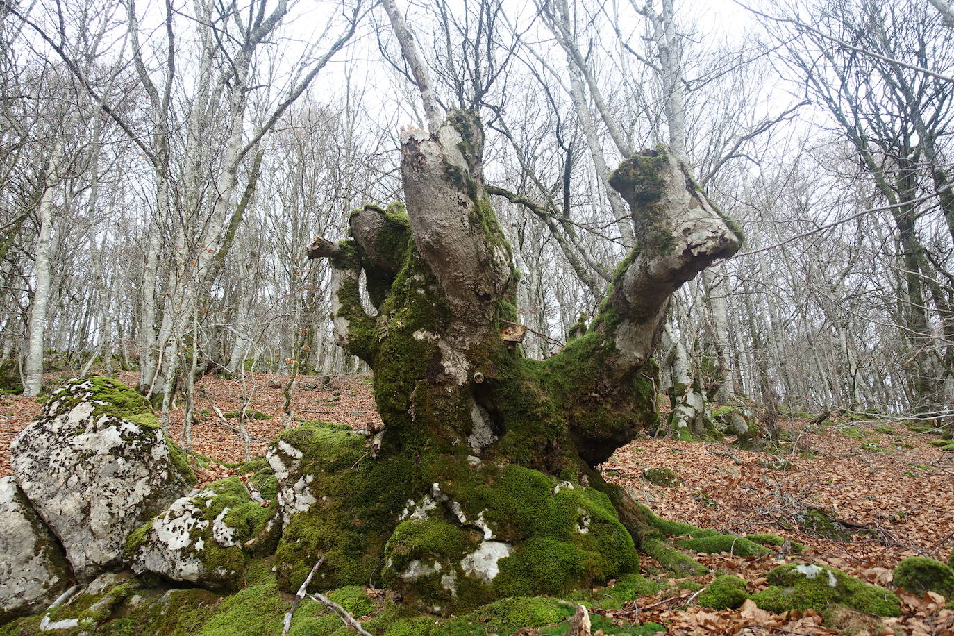 Fotos: Ireber. Paseo entre bosques mágicos