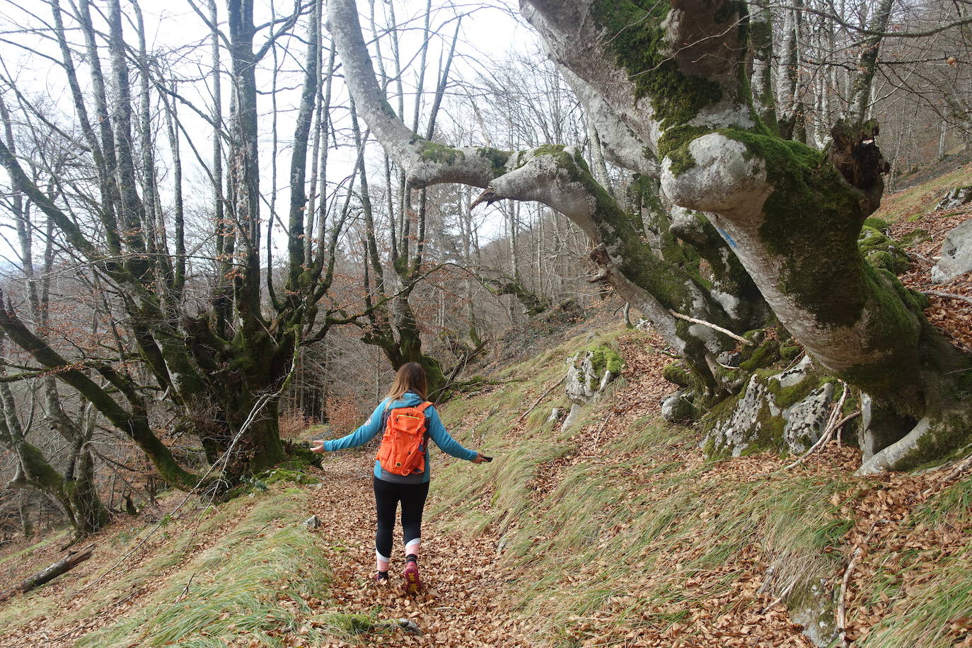 Fotos: Ireber. Paseo entre bosques mágicos