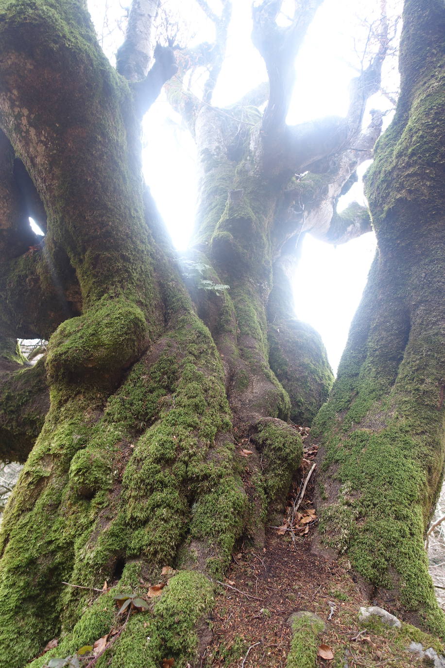 Fotos: Ireber. Paseo entre bosques mágicos