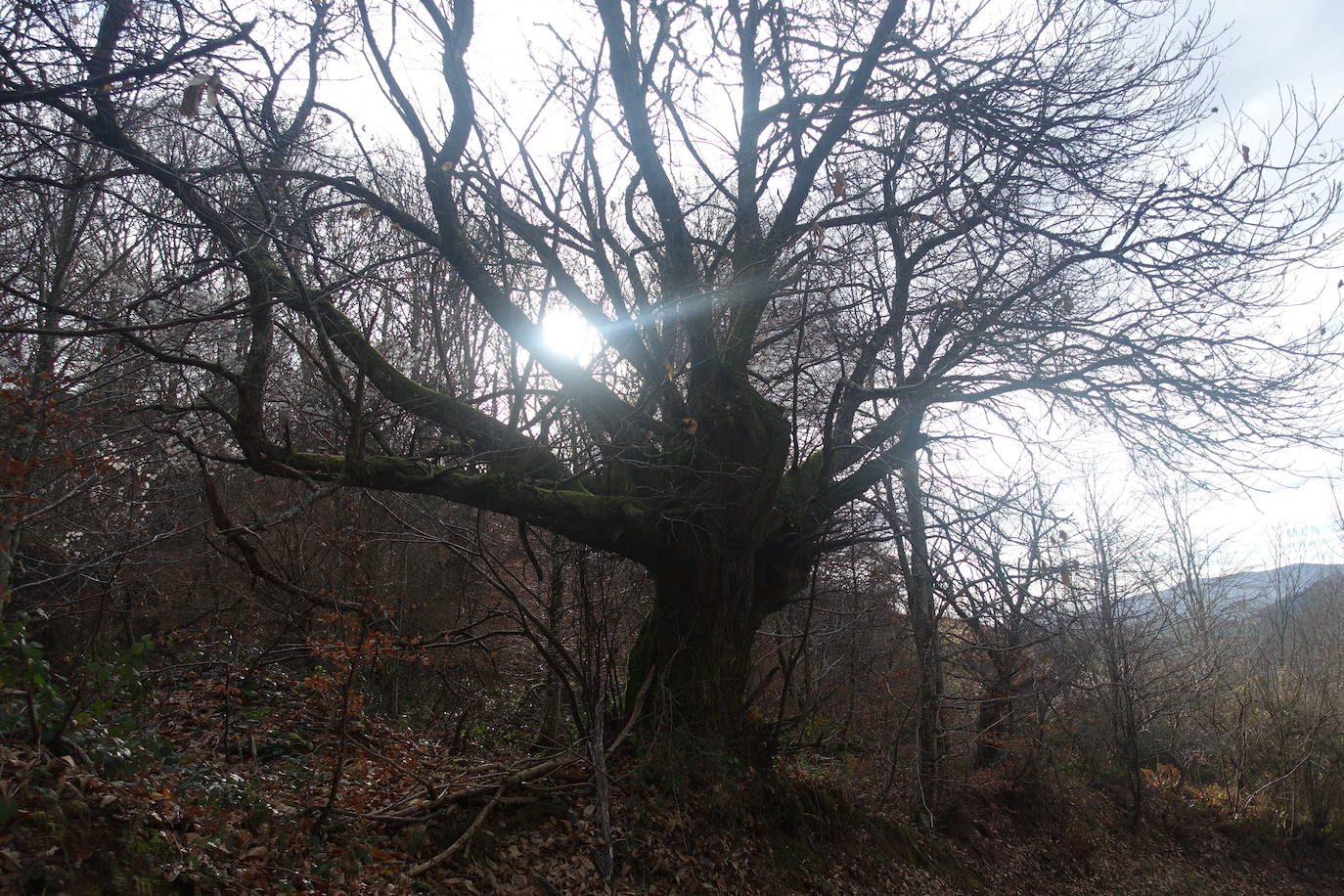 Fotos: Ireber. Paseo entre bosques mágicos