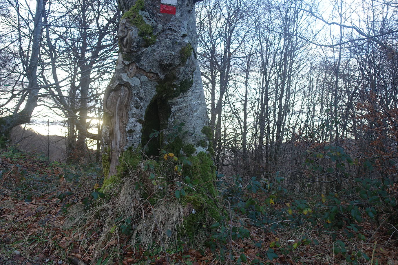 Fotos: Ireber. Paseo entre bosques mágicos