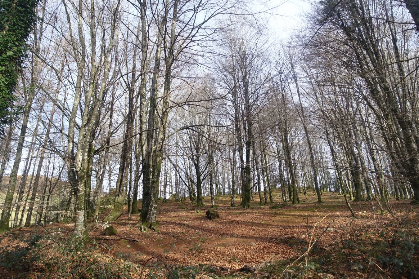 Fotos: Petriketa, entre molinos y gigantes