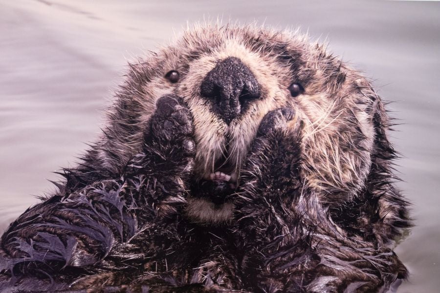 Fotos: El lado más gracioso del mundo animal