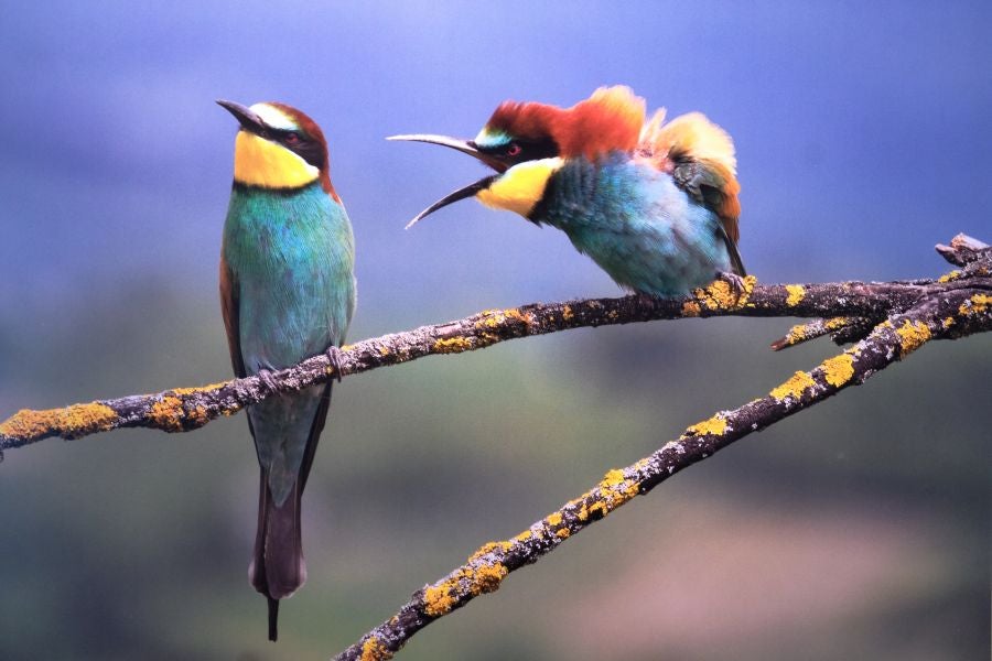 Fotos: El lado más gracioso del mundo animal