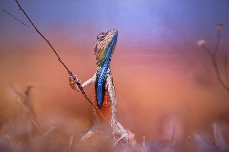 Fotos: El lado más gracioso del mundo animal