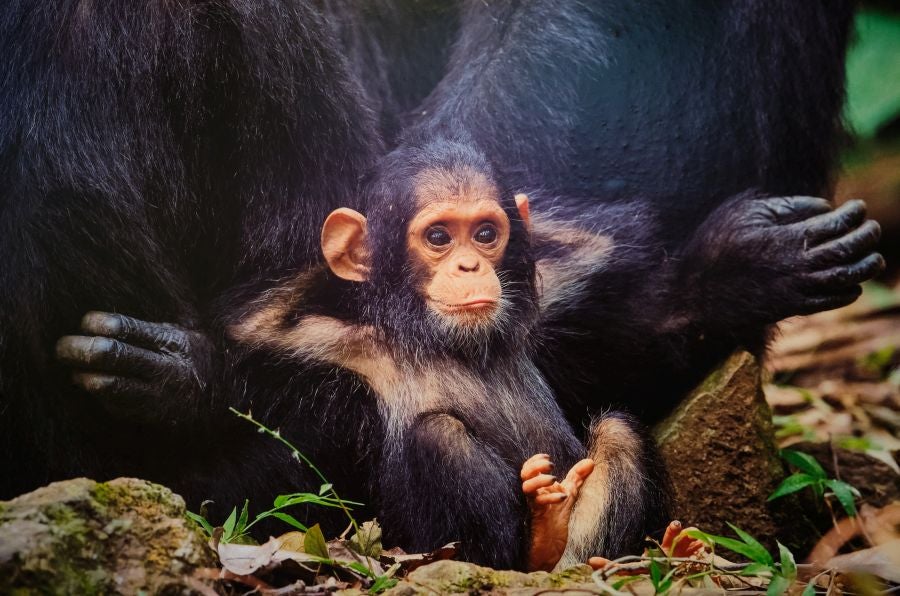 Fotos: El lado más gracioso del mundo animal