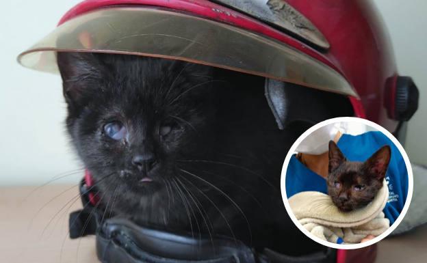 Stevie dentro de un casco de bombero, en su casa de acogida temporal y en el Hospital Veterinario Anoeta tras ser rescatado.